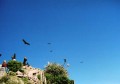 Condores en Valle del Colca